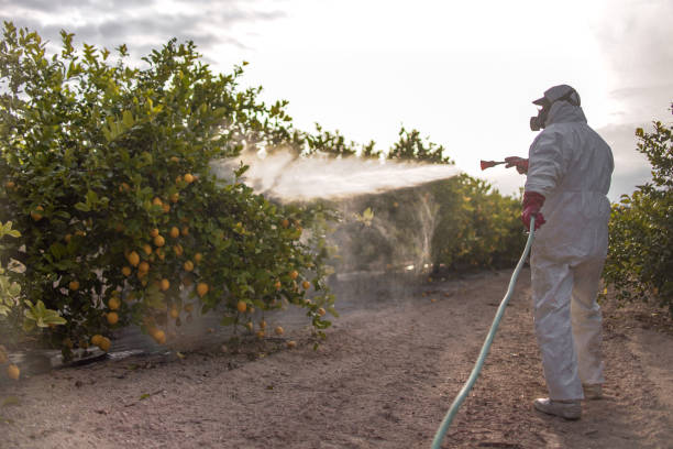 Best Best Pest Control Companies  in Nassau Bay, TX