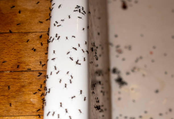 Best Pest Control Treatment  in Nassau Bay, TX