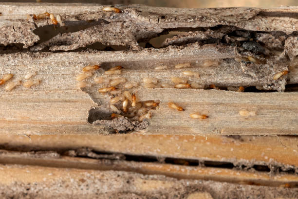 Best Best Pest Control Near Me  in Nassau Bay, TX