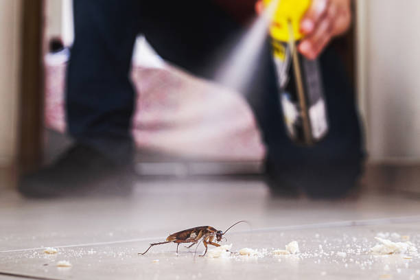 Bird Control in Nassau Bay, TX