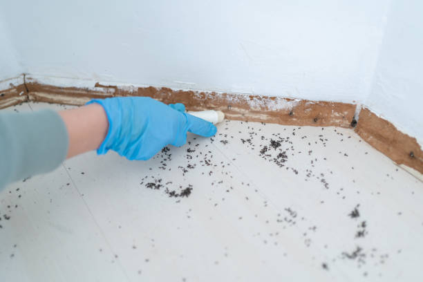 Best Rat Extermination Near Me  in Nassau Bay, TX